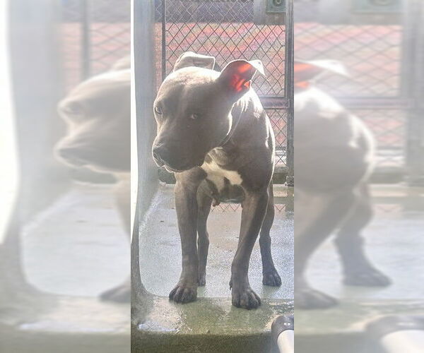 Medium Photo #1 Mutt Puppy For Sale in Downey, CA, USA