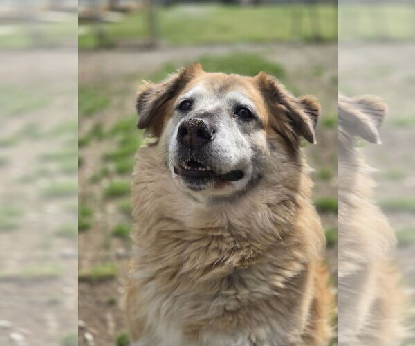 Medium Photo #1 Australian Shepherd-Unknown Mix Puppy For Sale in Crandall, GA, USA