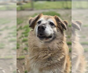 Australian Shepherd-Unknown Mix Dogs for adoption in Crandall, GA, USA