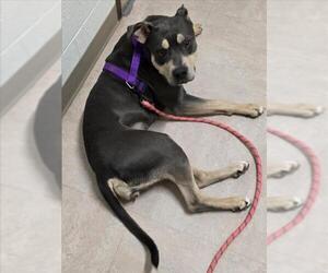 American Pit Bull Terrier-Unknown Mix Dogs for adoption in Derwood, MD, USA