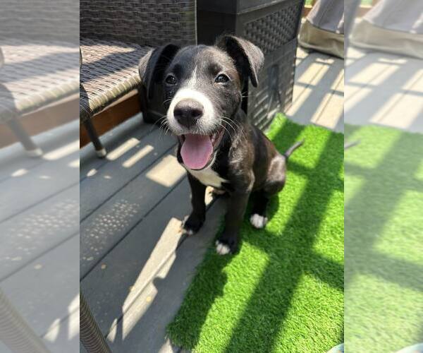 Medium Photo #4 Mutt Puppy For Sale in Greenville, SC, USA