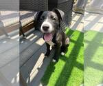 Small #3 Mutt