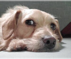 Sandy - Female Border Terrier-Chihuahua Mix Dog for Adoption - Photo #5