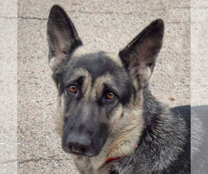 German Shepherd Dog Dogs for adoption in Huntley, IL, USA