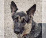 Small German Shepherd Dog