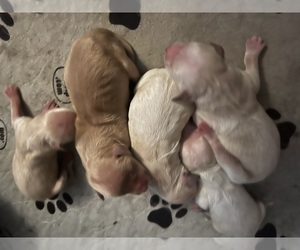 Golden Retriever Puppy for Sale in NEOLA, West Virginia USA