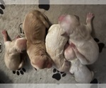 Image preview for Ad Listing. Nickname: AKC Golden Retr