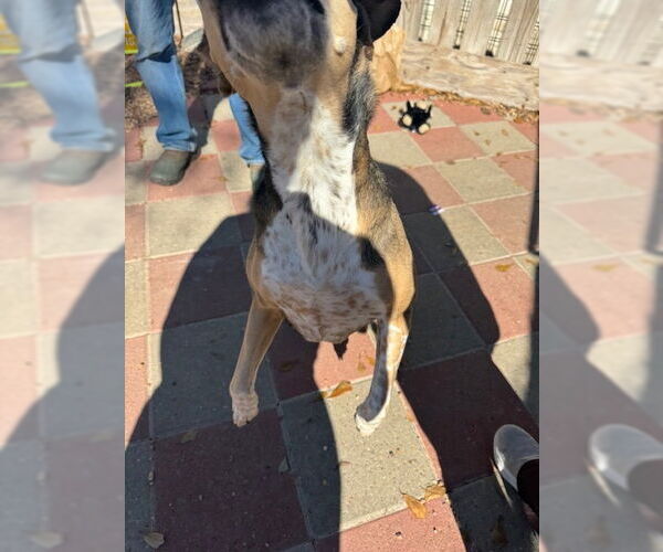 Medium Photo #3 Mutt Puppy For Sale in Houston, TX, USA