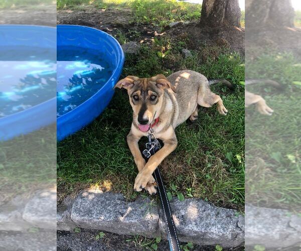 Medium Photo #4 Mutt Puppy For Sale in Elmsford, NY, USA