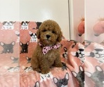 Small Photo #10 Poodle (Toy) Puppy For Sale in SYLMAR, CA, USA
