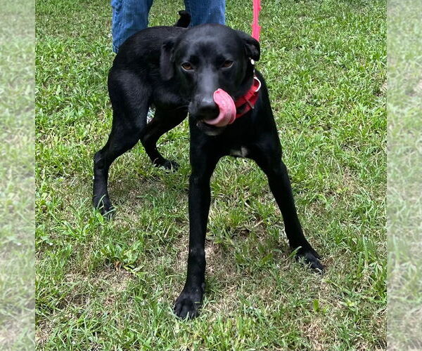Medium Photo #2 Mutt Puppy For Sale in Canton, CT, USA
