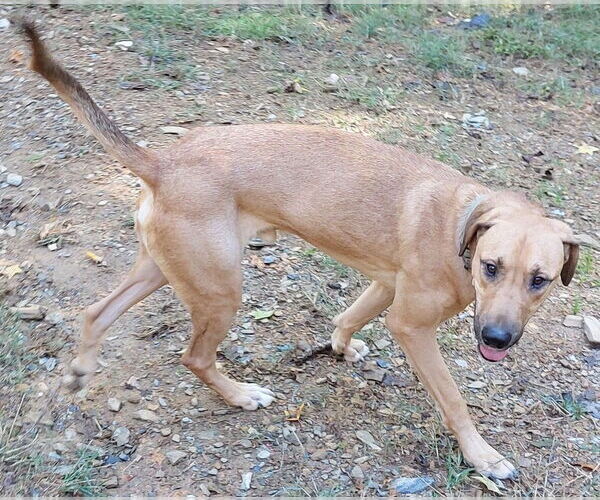 Medium Photo #4 Mountain Cur-Unknown Mix Puppy For Sale in Boston, MA, USA