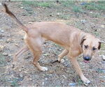 Small #3 Mountain Cur Mix