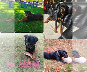 Mother of the Rottweiler puppies born on 12/18/2025