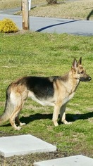 German Shepherd Dog Puppy for sale in GREER, SC, USA