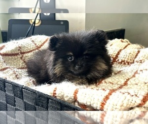 Pomeranian Puppy for sale in FRANKLIN, IN, USA