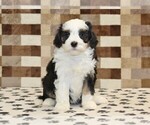Small #2 Bernedoodle (Miniature)