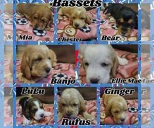 Basset Hound Puppy for sale in MT STERLING, KY, USA