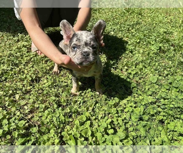 Medium Photo #2 French Bulldog Puppy For Sale in CUMMING, GA, USA