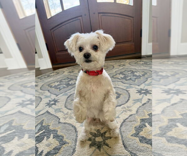 Medium Photo #1 Maltese-Unknown Mix Puppy For Sale in Mooresville, NC, USA