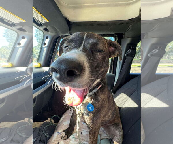 Medium Photo #10 Labrador Retriever-Unknown Mix Puppy For Sale in San Diego, CA, USA