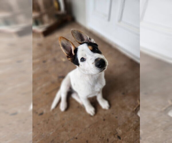 Medium Photo #1 Mutt Puppy For Sale in New London, WI, USA