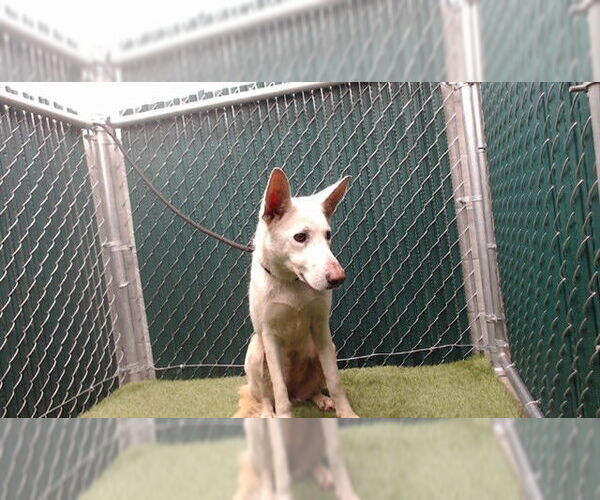 Medium Photo #1 German Shepherd Dog-Unknown Mix Puppy For Sale in Downey, CA, USA