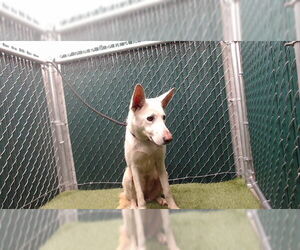 German Shepherd Dog-Unknown Mix Dogs for adoption in Downey, CA, USA