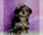 Small Photo #9 Yorkipoo Puppy For Sale in WARSAW, IN, USA