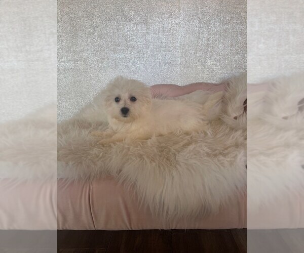 Medium Photo #2 Maltese Puppy For Sale in STUART, FL, USA