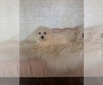 Small #1 Maltese