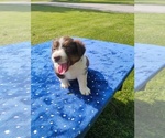 Small #2 Miniature American Shepherd