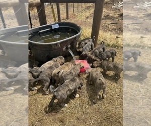Anatolian Shepherd Puppy for Sale in SELMA, Oregon USA