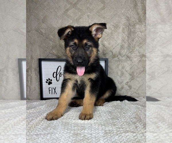 Medium Photo #4 German Shepherd Dog Puppy For Sale in INDIANAPOLIS, IN, USA