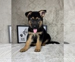 Small #3 German Shepherd Dog