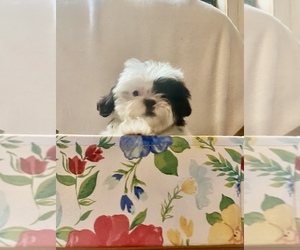 Shih Tzu Puppy for sale in OCKLAWAHA, FL, USA