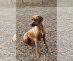 Small Photo #1 Rhodesian Ridgeback Puppy For Sale in BUMPASS, VA, USA