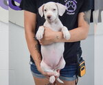 Small #3 Colonial Cocker Spaniel-English Setter Mix