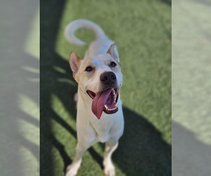 Mutt Dogs for adoption in McKinney, TX, USA