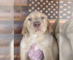 Small Photo #1 Labrador Retriever Puppy For Sale in MANSFIELD, MO, USA