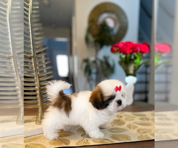 Medium Photo #6 Shih Tzu Puppy For Sale in SUGAR HILL, GA, USA