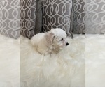 Puppy Puppy 4 Bichon Frise
