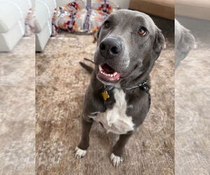 Labrador Retriever-Unknown Mix Dogs for adoption in Sandy, UT, USA