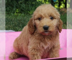 Goldendoodle (Miniature) Puppy for sale in FREDERICKSBURG, OH, USA