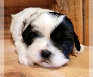 Shih Tzu Puppy for sale in PINK HILL, NC, USA