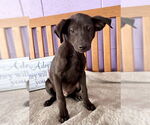 Small #1 Labrador Retriever Mix