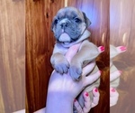 Small Photo #11 Bulldog Puppy For Sale in GREERS FERRY, AR, USA