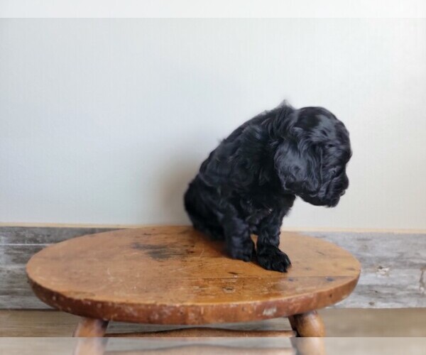 Medium Photo #8 Miniature Bernedoodle Puppy For Sale in CUBA CITY, WI, USA