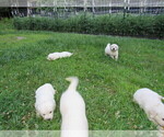 Small Photo #18 English Cream Golden Retriever Puppy For Sale in MILLVILLE, MA, USA