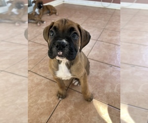 Boxer Puppy for sale in FREDERICKSBRG, VA, USA